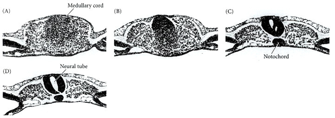 (A) The medullary cord forming at the most caudal end of the chick tailbud.
(B) The medullary cord at a slightly more anterior position in the tailbud.
(C) The neural tube is cavitating and the notochord forming.
(D) The lumens coalesce to form the central canal of the neural tube.