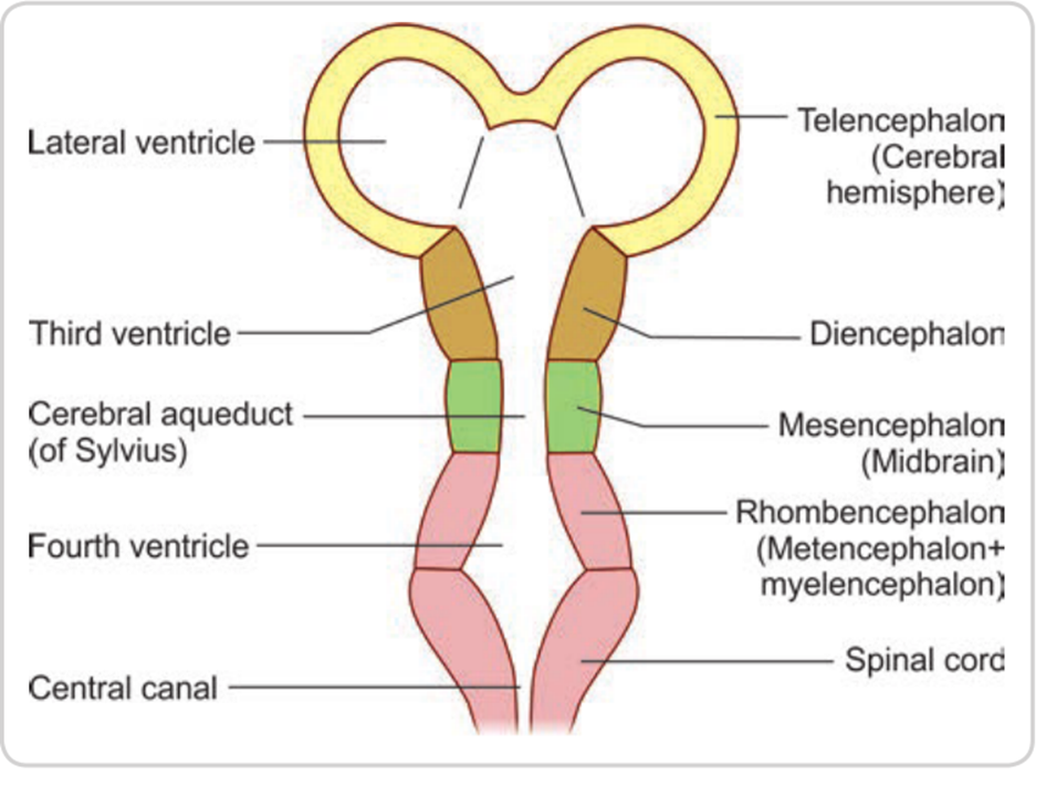 cells lining the wall of the neural tube proliferate to form thickenings