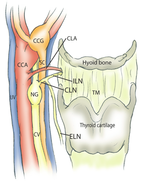 CLA, cranial laryngeal artery; ELN, external laryngeal nerve; ILN, internal laryngeal nerve; TM, thyrohyoid membrane