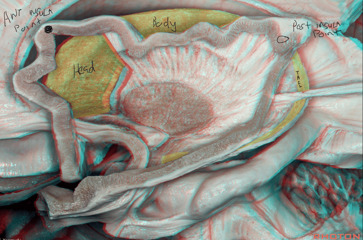 Insula points separates the three parts of the caudate nucleus