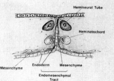 condensation of mesenchyme around the midline fistula, still containing endodermal elements, forms the endomesenchymal tract. Further development of the midline mesenchyme partly determines the nature of the median septum.