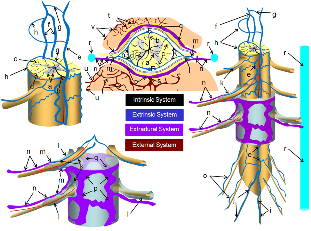 l – nerve root sleeve; r – ascending spinal (lumbar) vein;