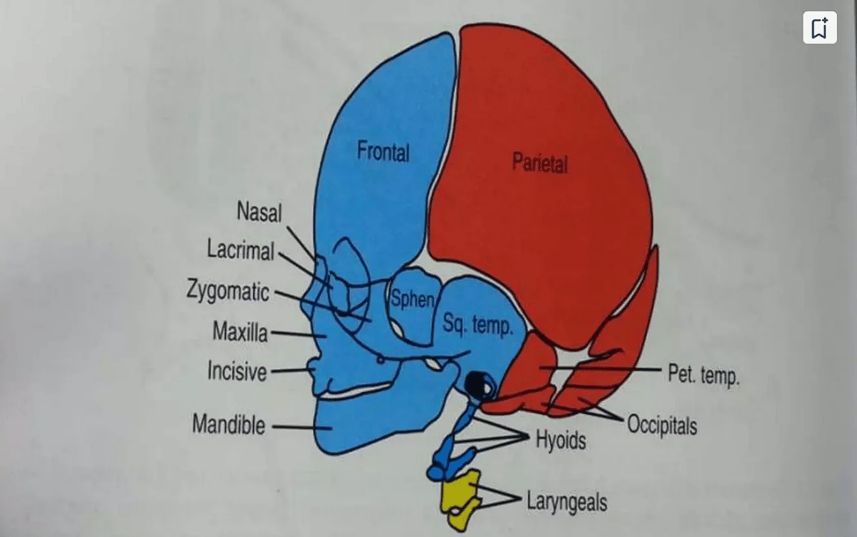 Skeletal structures of the head and face. Mesenchyme for these structures is derived from neural crest (blue), paraxial mesoderm (somites and somitomeres) (red), and lateral plate mesoderm (yellow).