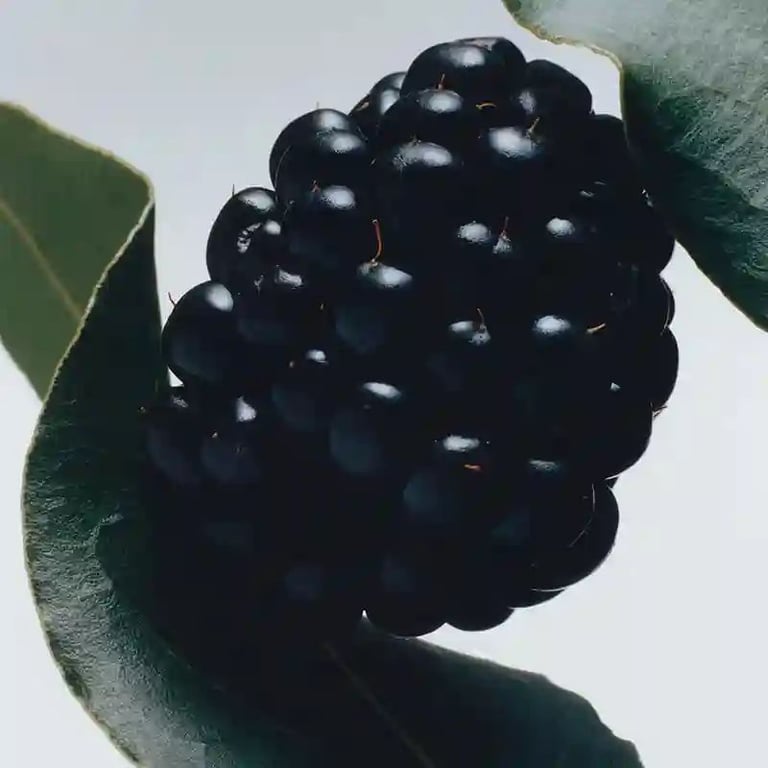 블랙베리 앤 베이 코롱