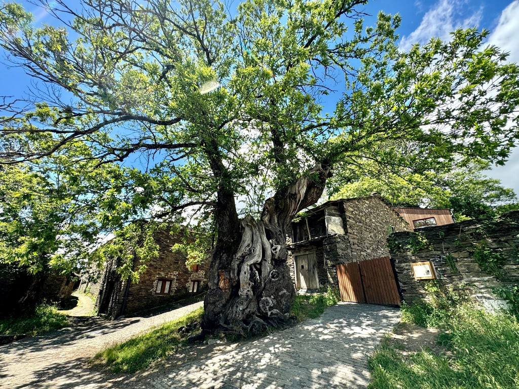 這棵樹疑似有800年歷史