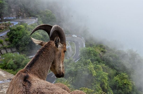 Surviving Mallorca’s Roads