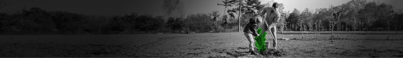 Feedback for forests