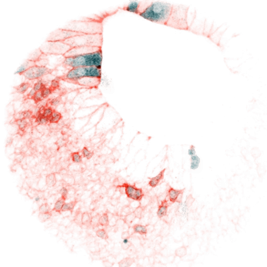 Calcium dynamics in zebrafish gastrulation and neurulation (taken for Cell Picture Show 2021).