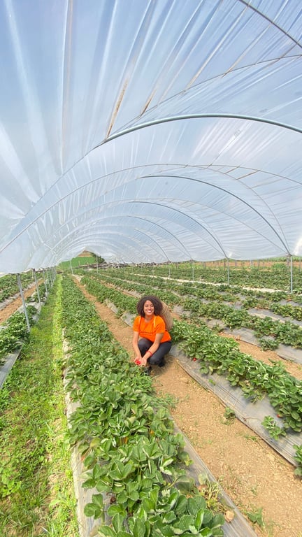 Fresas Ariyama + City Tour Constanza - Privado