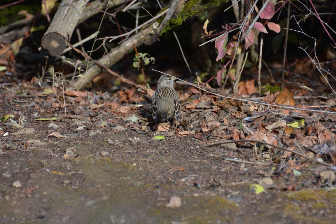 Golden crowned sparrow