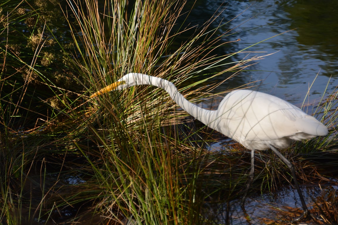 Great egret