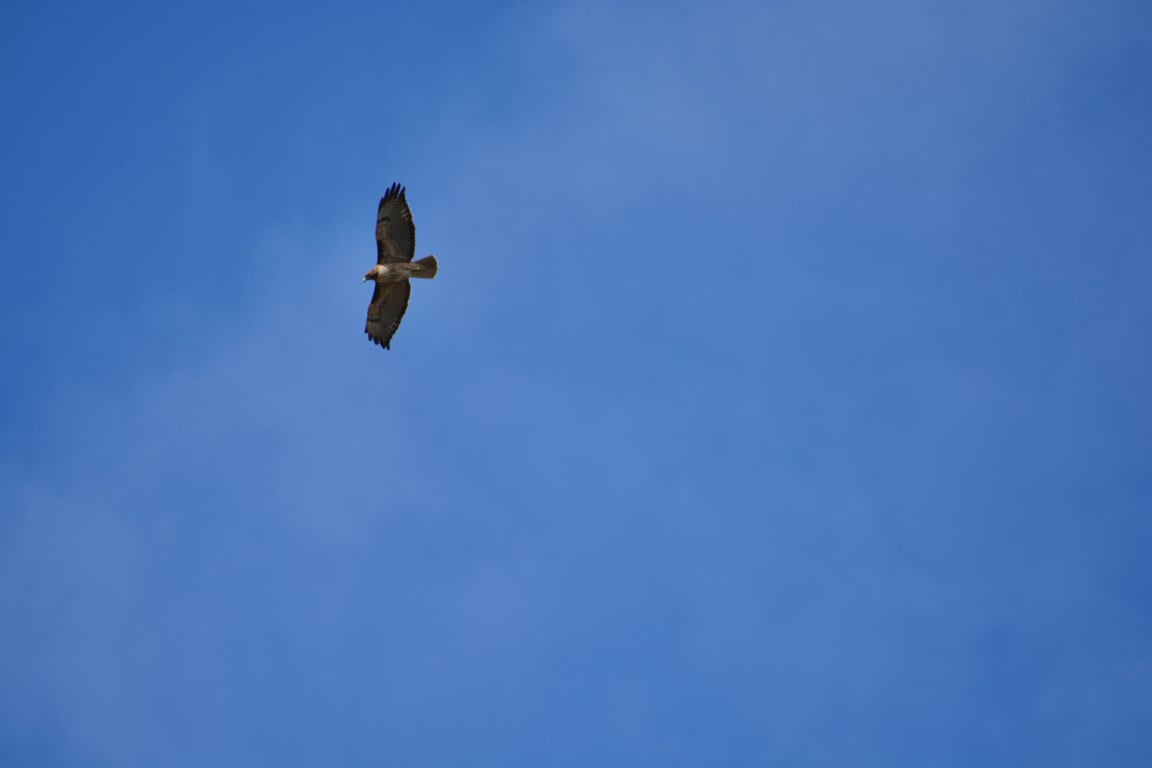 Red tailed hawk