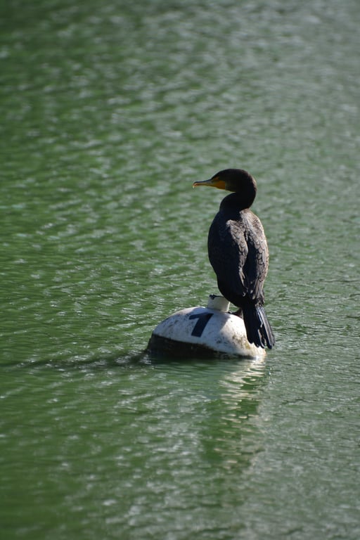 Double-crested cormorant