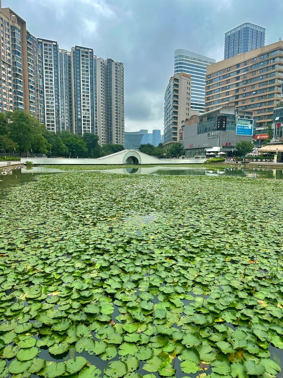 Lotuses are everywhere. Ponds/lakes/rivers are everywhere in this city too.
