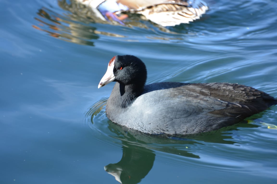 American coot