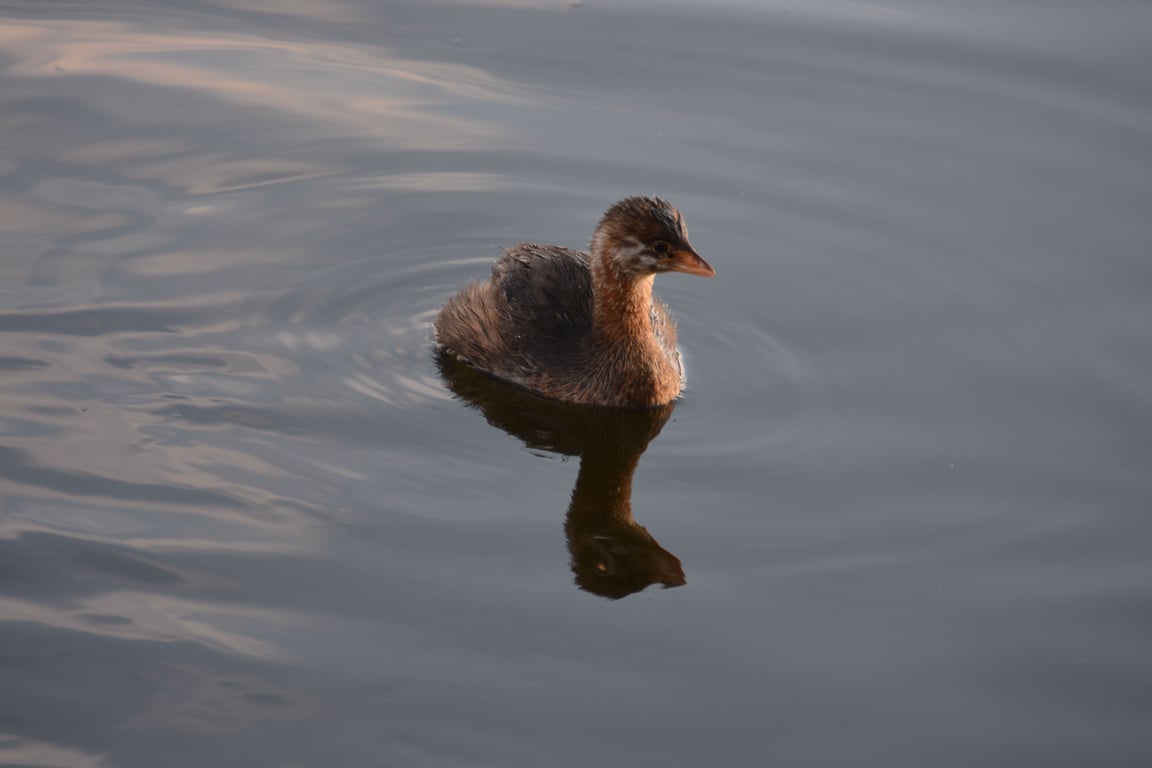 Pied-billed grebe
