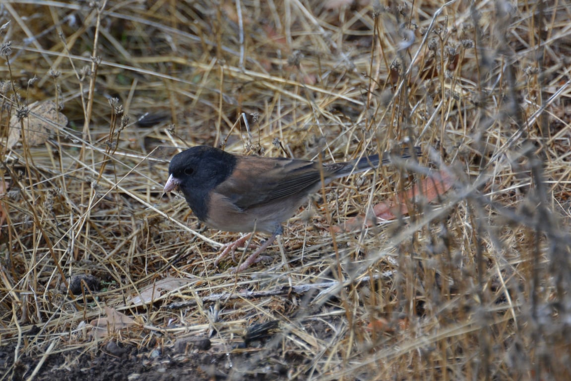 Dark eyed junco