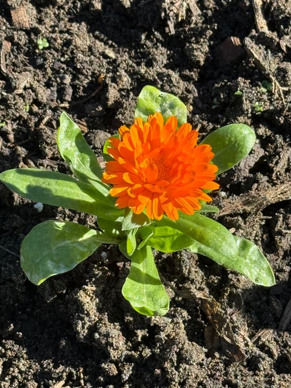 Pot marigold
