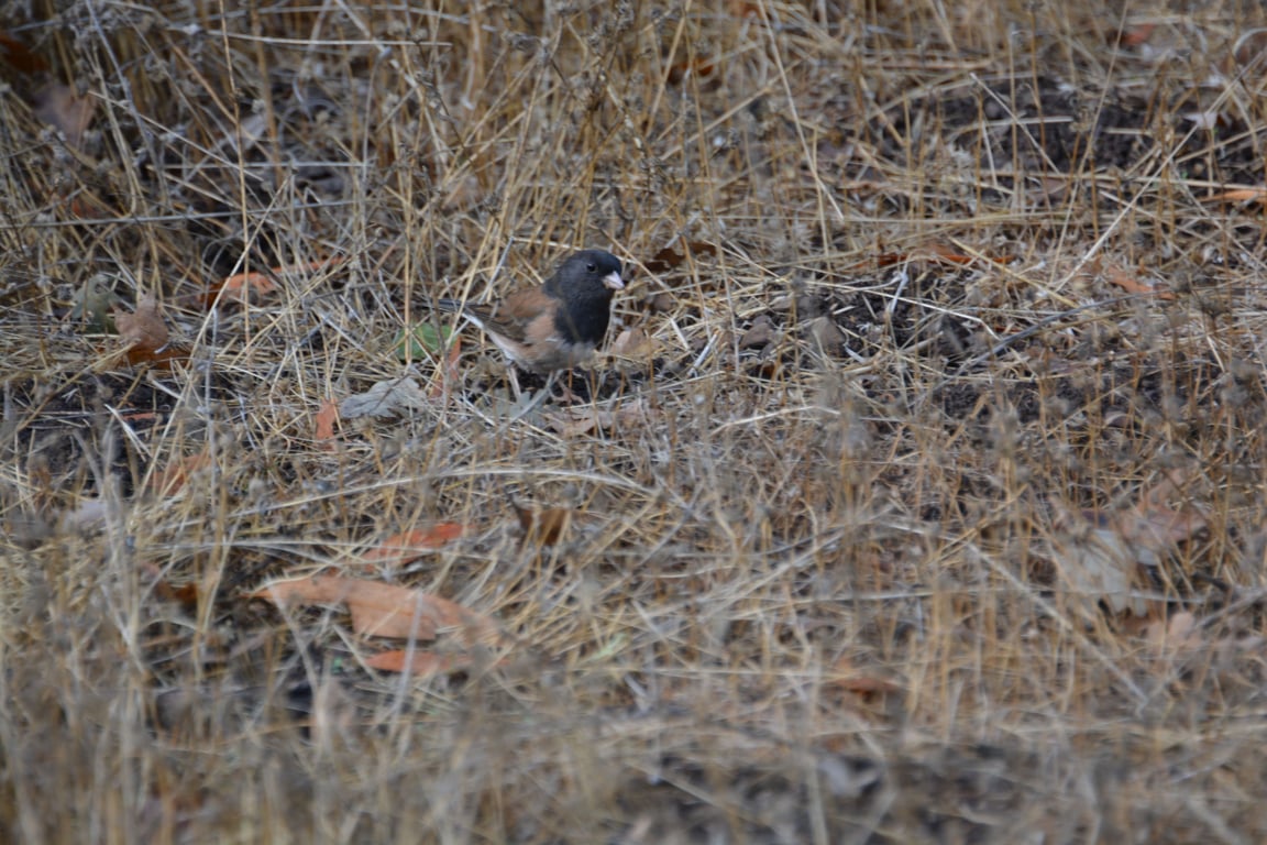Dark eyed junco