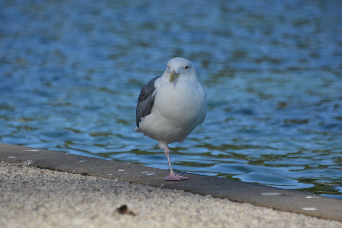 Western gull