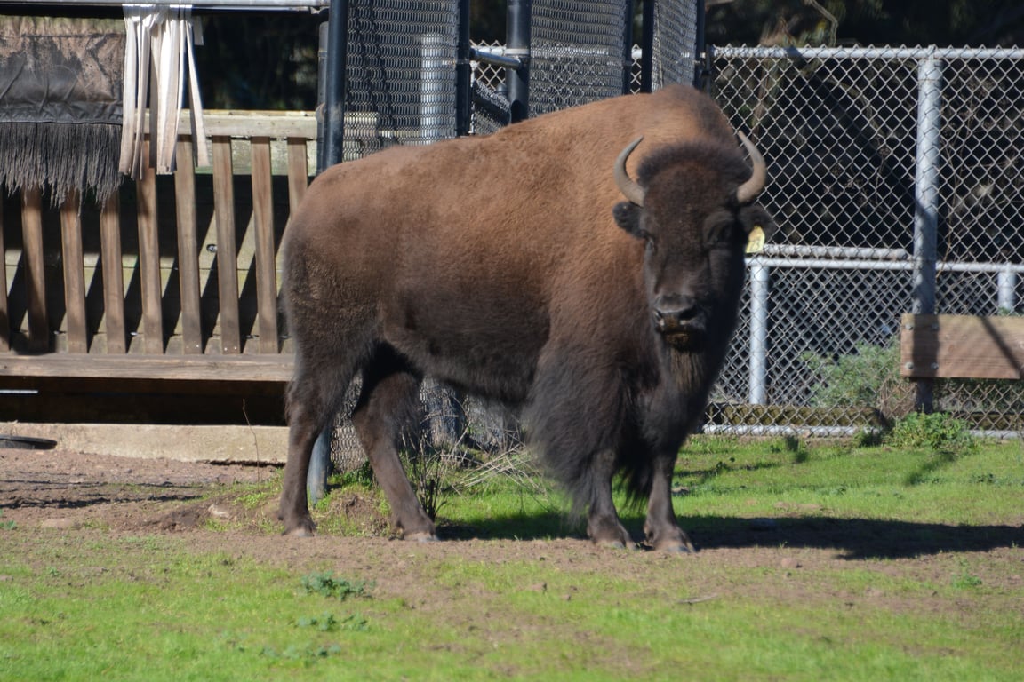 American bison