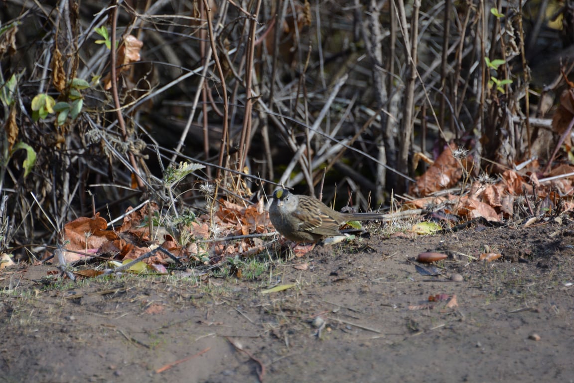 Golden crowned sparrow 