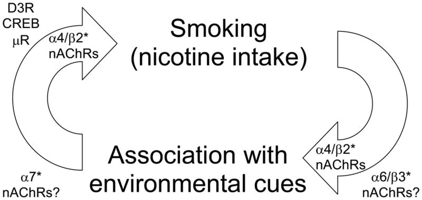 https://www.ncbi.nlm.nih.gov/pmc/articles/PMC3594851/