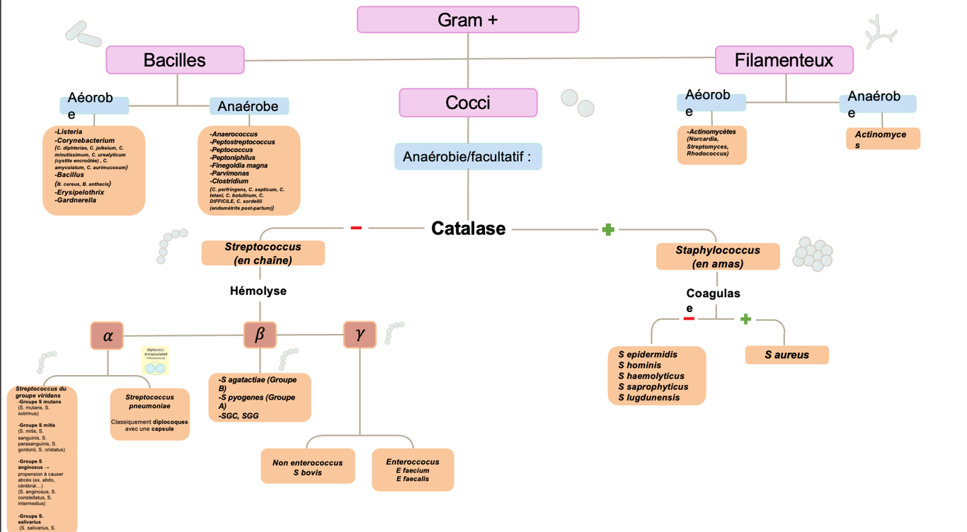 Classification bactérienne