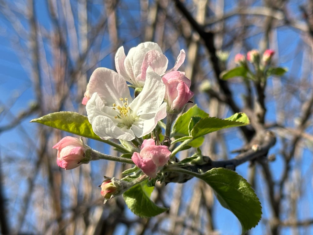 Apple blossom