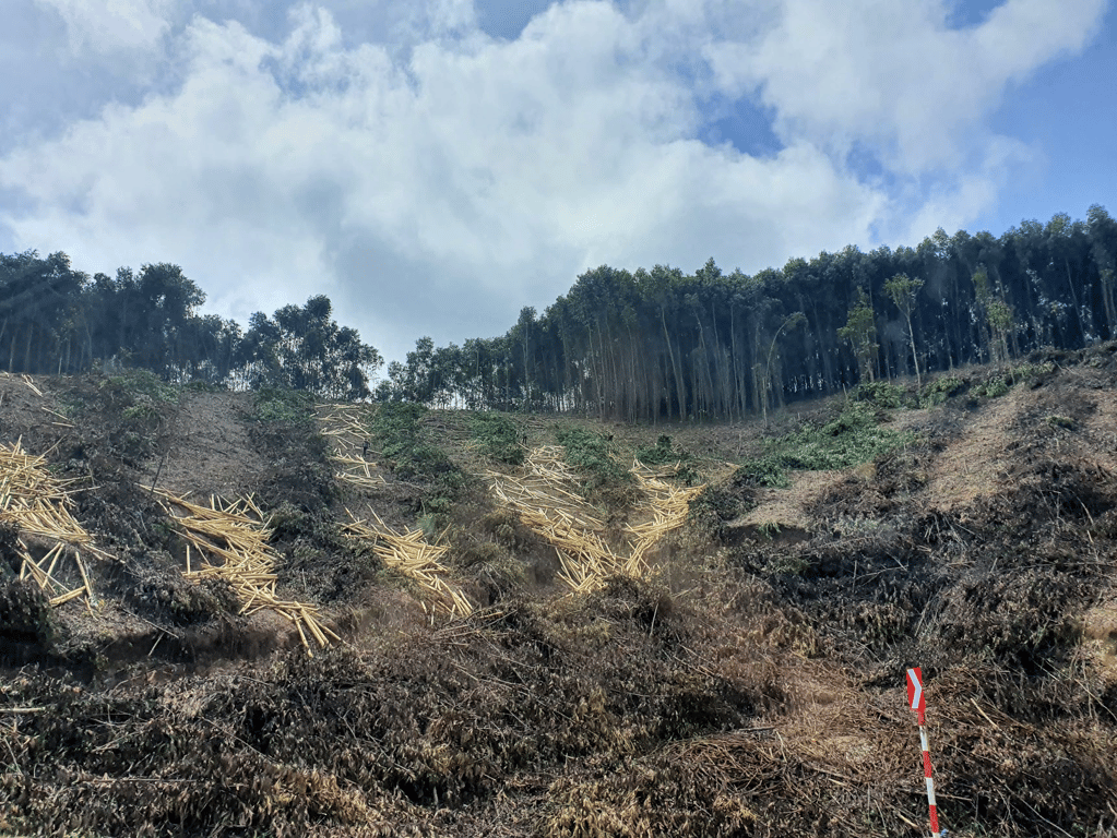 Acacia trees being harvested