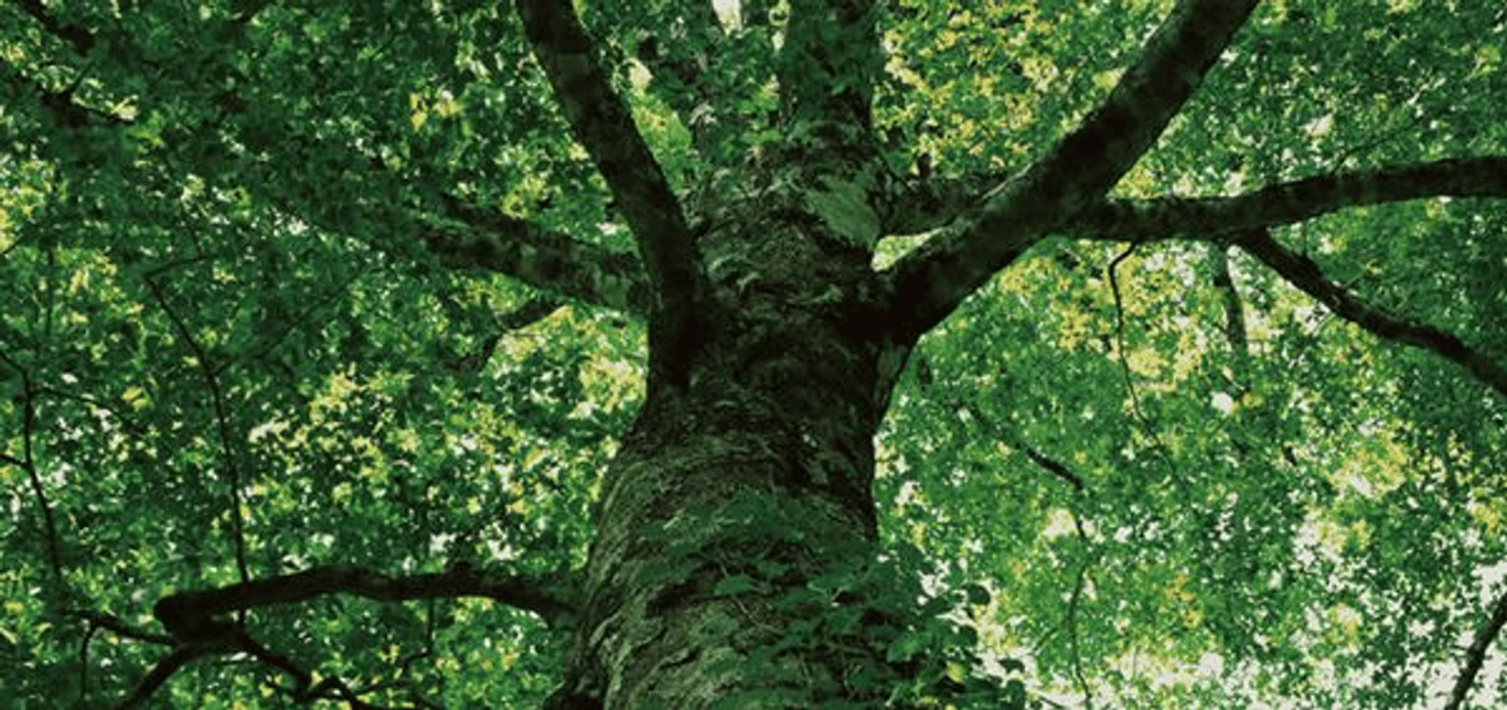 CONDE HOUSE CO., LTD