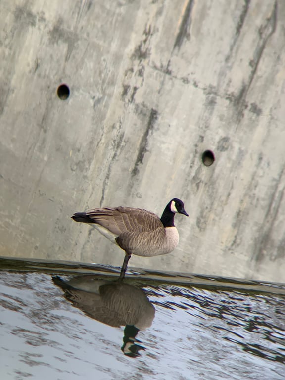 Canada goose