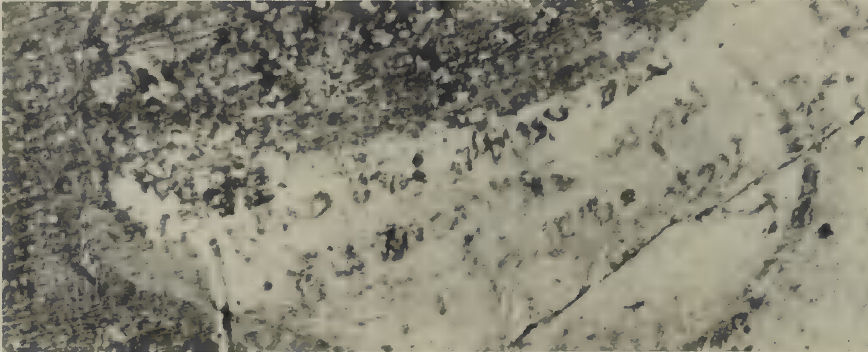 Inscription NO. 49