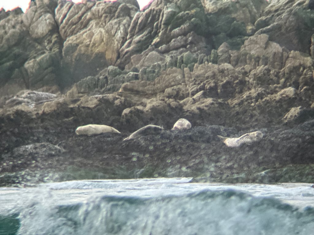 Sea lions are visible but too far