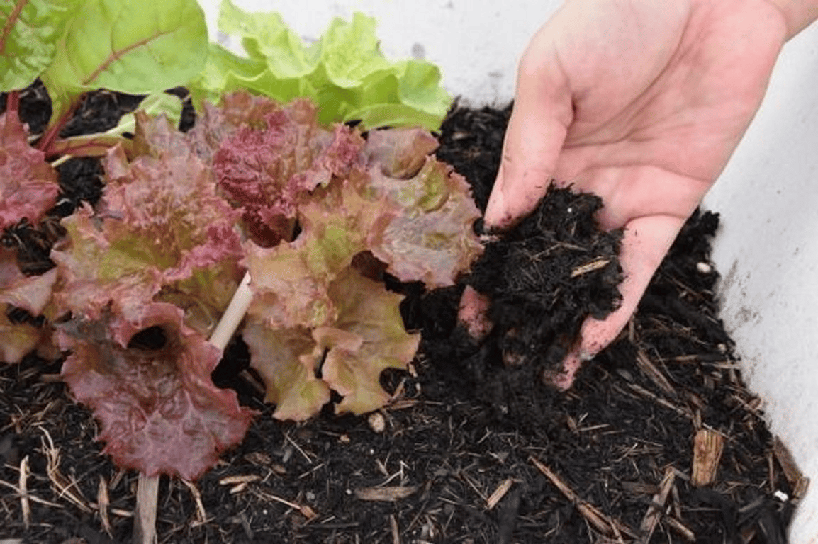 株式会社フードリボン