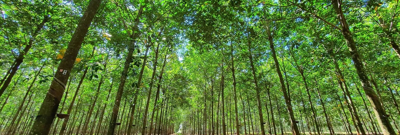 Vietnam’s Forests and Sustainability