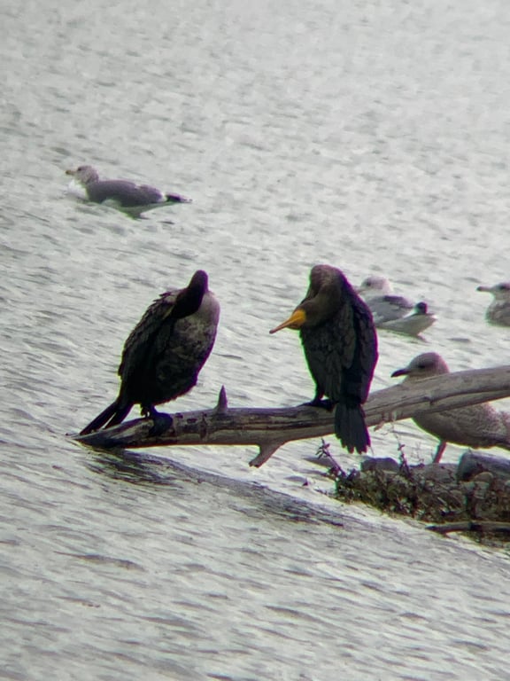 Cormorants