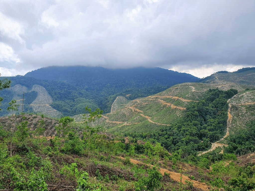 Vietnam is widely covered by plantation forests that are primary owned and growed by small holders.