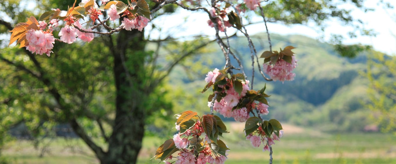 飯舘電力株式会社
