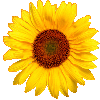 notion image