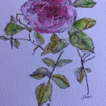 Shari Rose sample work