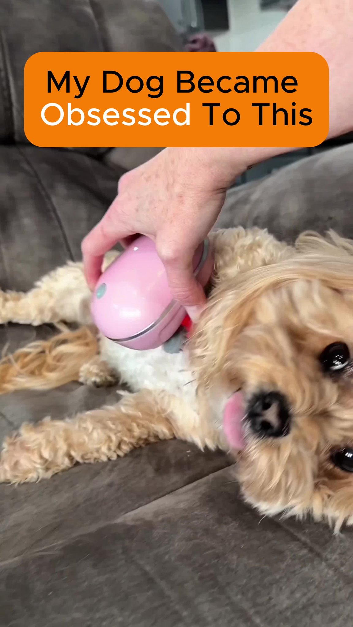 Your pet gives you unconditional love. A massage is the least you can do
