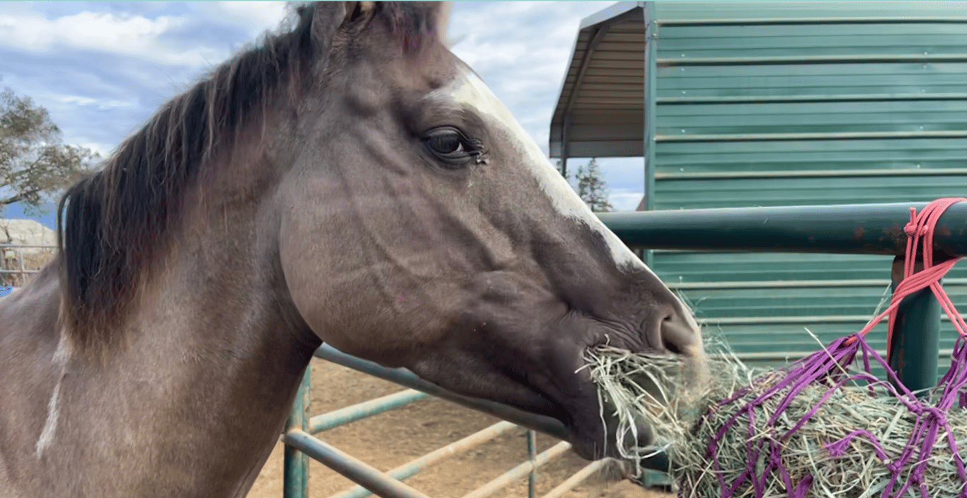 Horse eating hay
