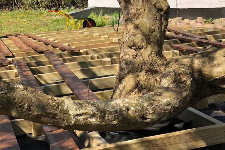 Wooden deck framework being constructed around the base of a large tree trunk and a low branch.