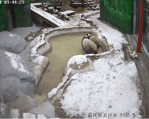 JWfraz.gif