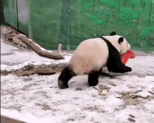 nzVAnH.gif