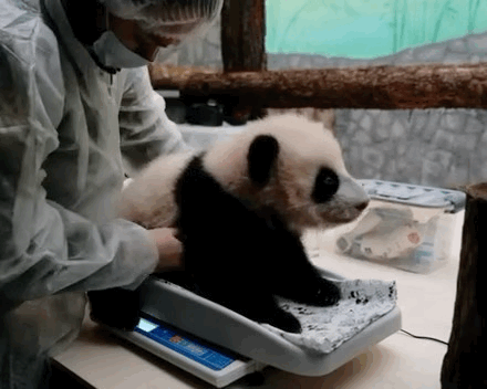 PaoPwR.gif