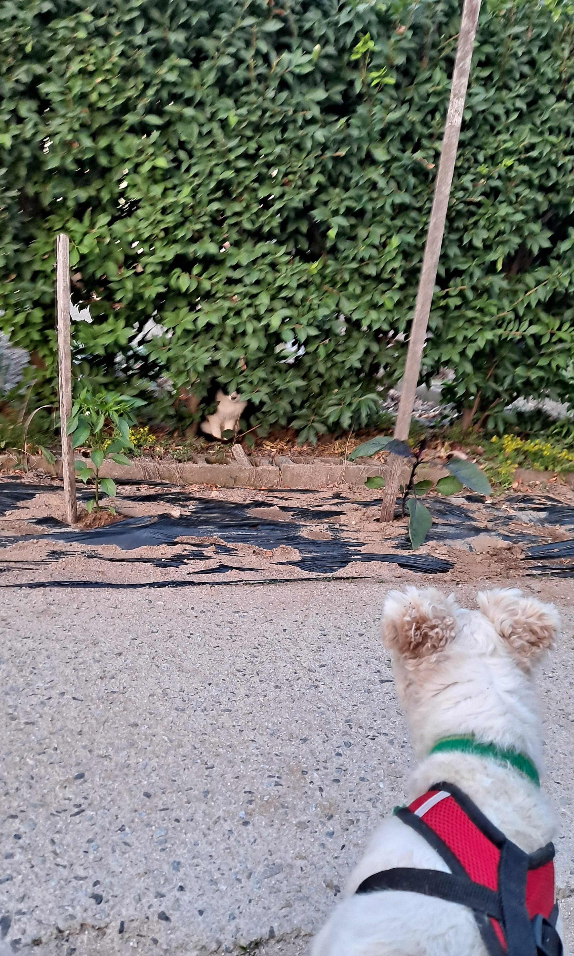 ccjSFC