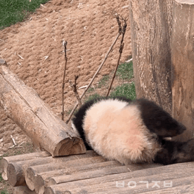 hvTZji