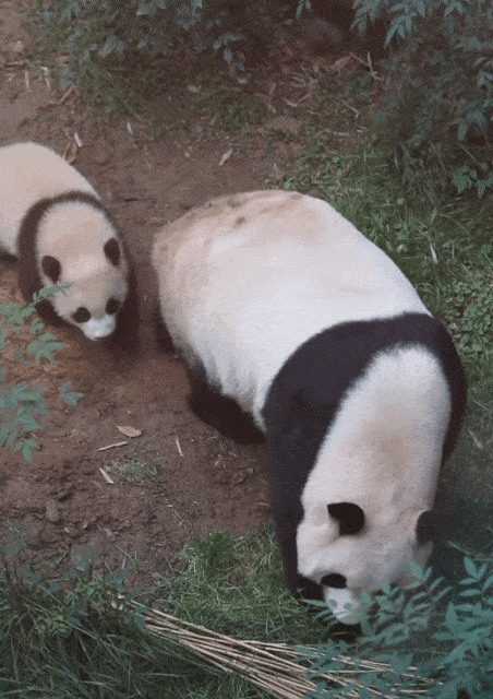 DpZBmi.gif